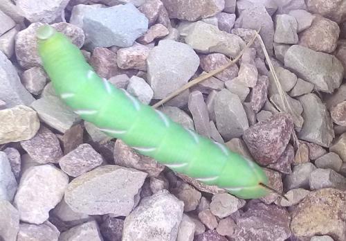 Réf. 211 526 : Sphinx ligustri